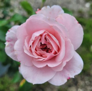 FLOWER BOMB (floribunda)